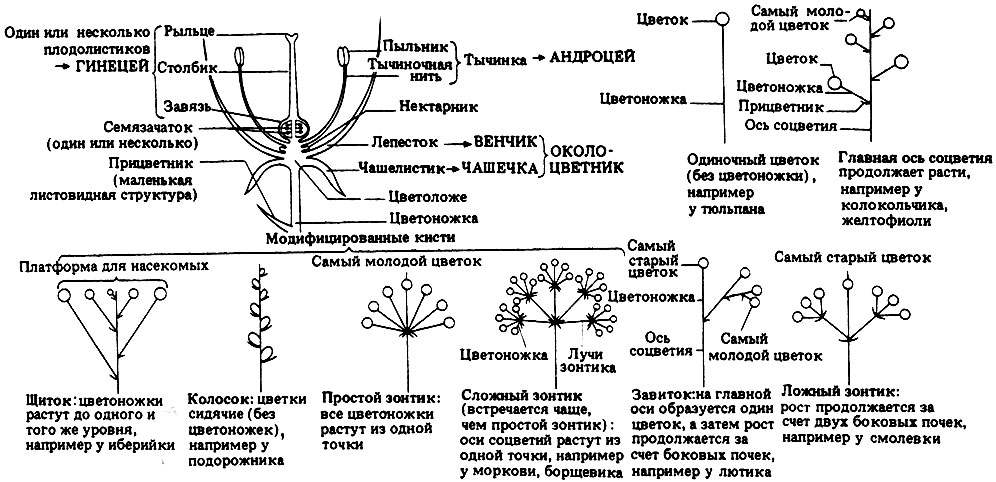 Жизненный цикл цветковых растений (покрытосеменных) - student2.ru