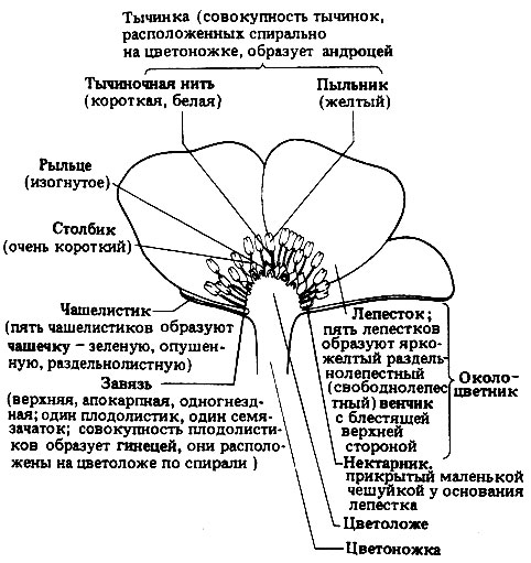 Жизненный цикл цветковых растений (покрытосеменных) - student2.ru