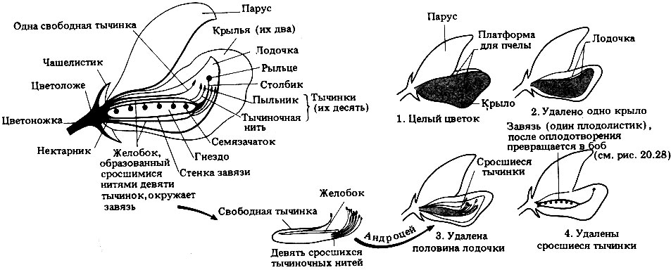 Жизненный цикл цветковых растений (покрытосеменных) - student2.ru