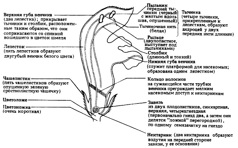 Жизненный цикл цветковых растений (покрытосеменных) - student2.ru