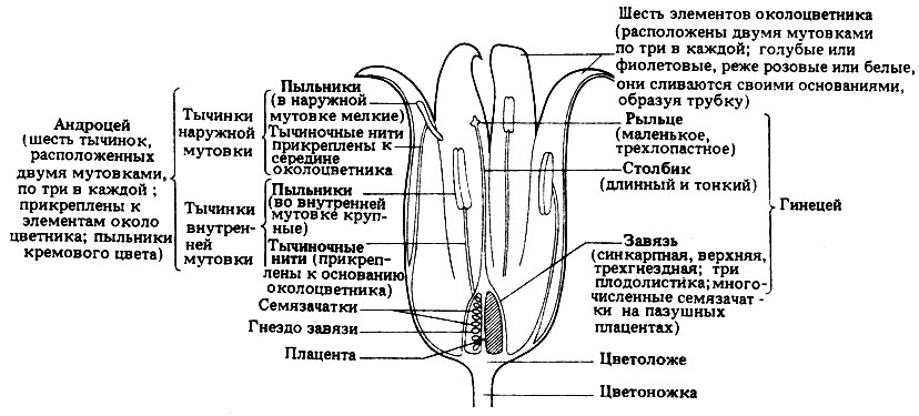 Жизненный цикл цветковых растений (покрытосеменных) - student2.ru