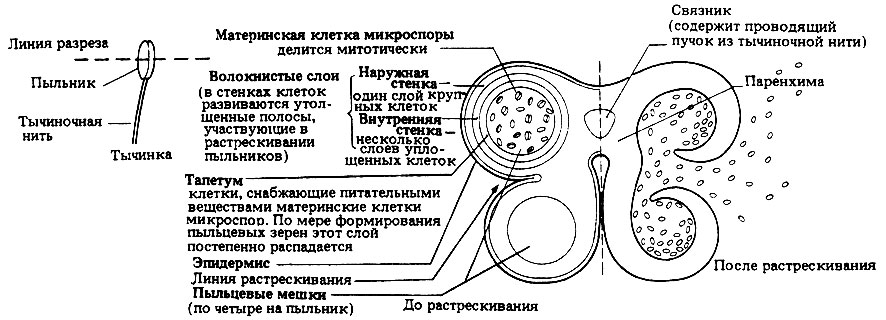 Жизненный цикл цветковых растений (покрытосеменных) - student2.ru