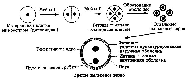 Жизненный цикл цветковых растений (покрытосеменных) - student2.ru