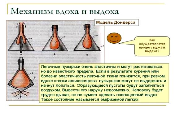 Значение кровообращения - student2.ru