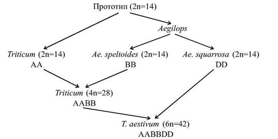 аллополиплоидия (амфиполиплоидия) - student2.ru