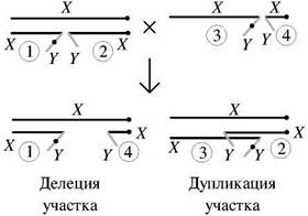 аллополиплоидия (амфиполиплоидия) - student2.ru