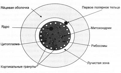 Биосинтез белка. Решение типовых задач - student2.ru