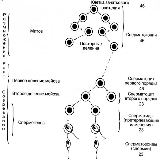 Биосинтез белка. Решение типовых задач - student2.ru