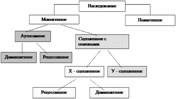 Цитологические основы моногибридного скрещивания - student2.ru