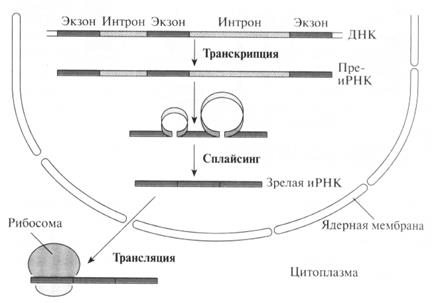 Генетический код. Биосинтез белка - student2.ru