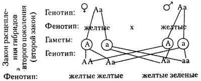 Гомозиготные и гетерозиготные особи - student2.ru