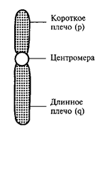 Молекулярно-генетический метод - student2.ru