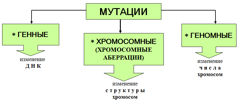 мутационная изменчивость - student2.ru