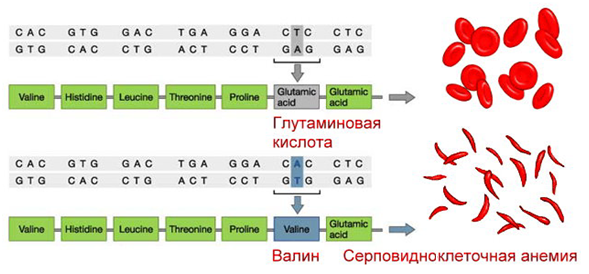 мутационная изменчивость - student2.ru