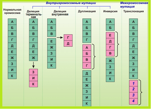 мутационная изменчивость - student2.ru