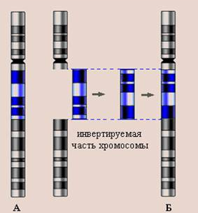 мутационная изменчивость - student2.ru