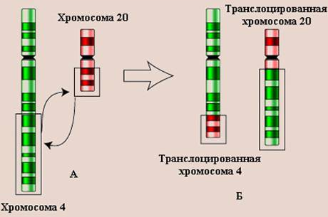 мутационная изменчивость - student2.ru