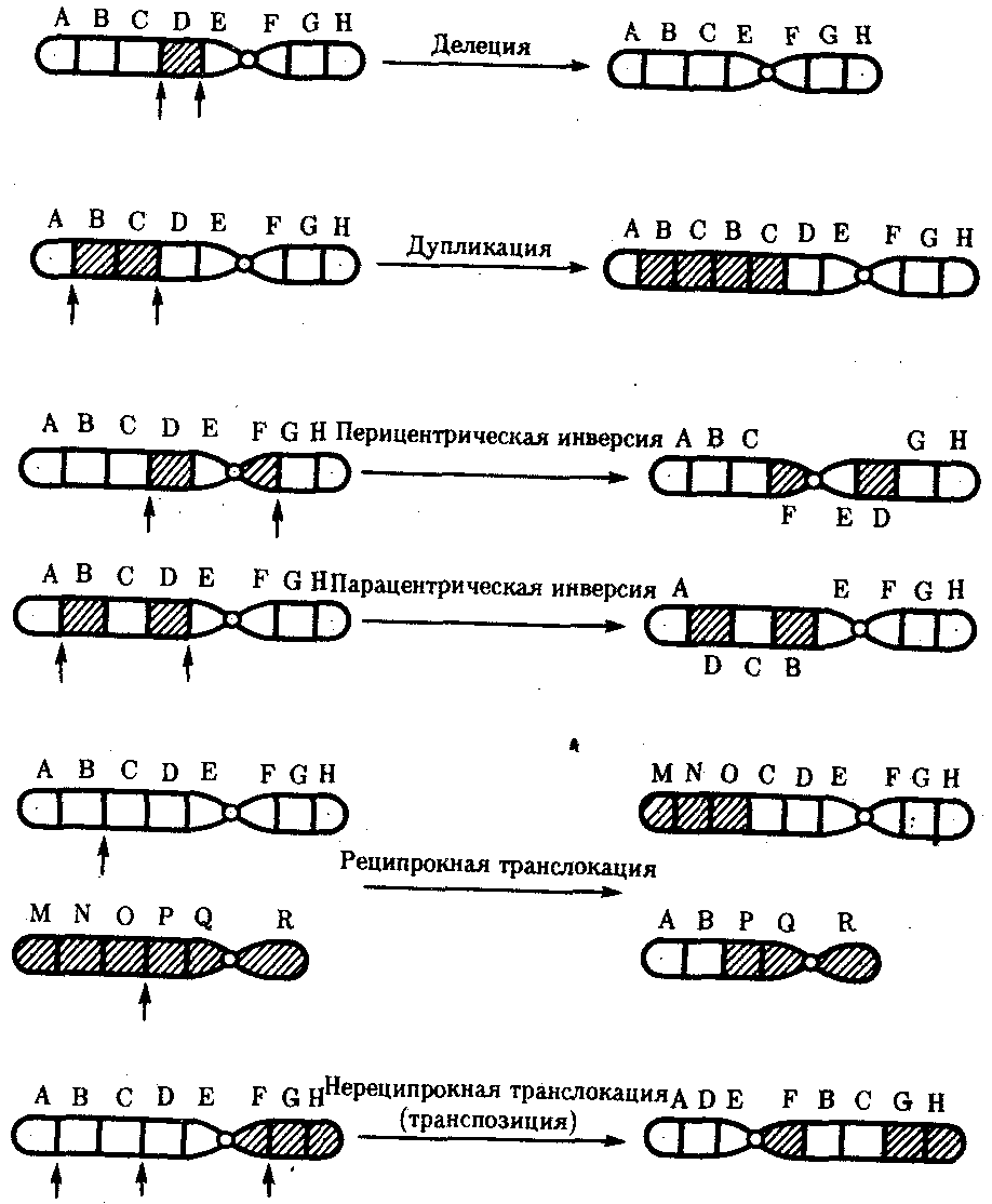 мутационная изменчивость - student2.ru