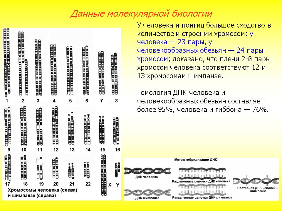 мутационная изменчивость - student2.ru