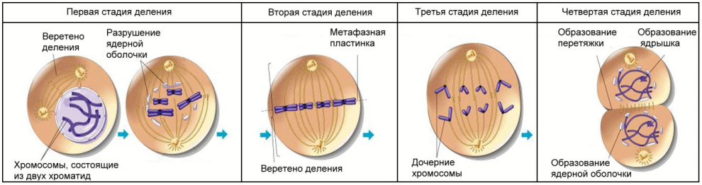 мутационная изменчивость - student2.ru