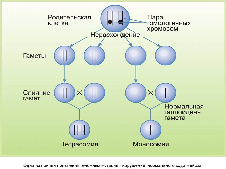 мутационная изменчивость - student2.ru