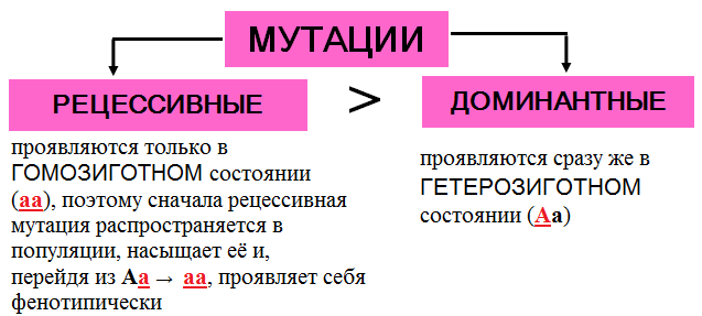 мутационная изменчивость - student2.ru