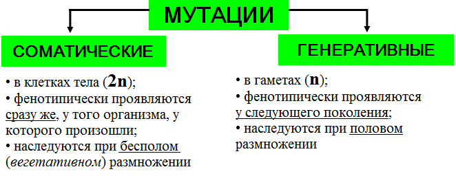 мутационная изменчивость - student2.ru