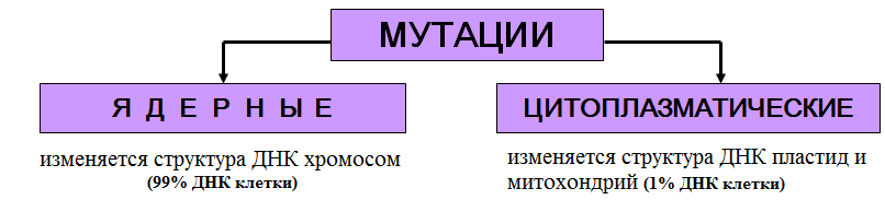 мутационная изменчивость - student2.ru