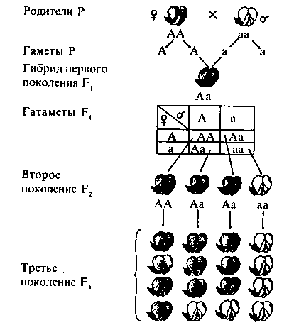 Наследование при моногибридном скрещивании - student2.ru