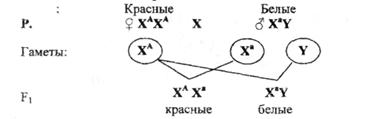 Наследование, сцепленное с полом. - student2.ru