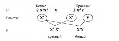 Наследование, сцепленное с полом. - student2.ru