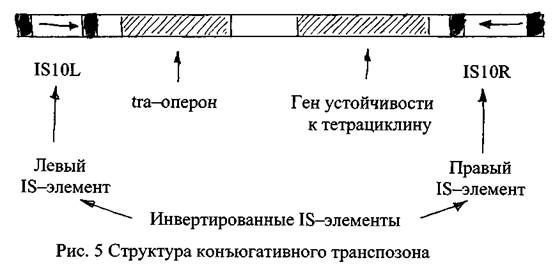 Предмет генетики микроорганизмов, её связь с другими биологическими науками. - student2.ru