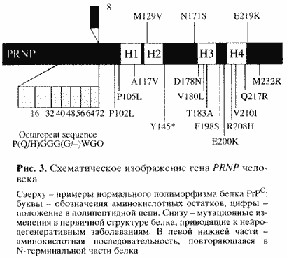 прионы нарушают центральную догму? - student2.ru