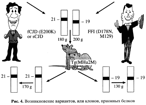 прионы нарушают центральную догму? - student2.ru