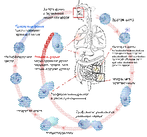 Простейшие, обитающие в полостных органах, сообщающихся с внешней средой - student2.ru