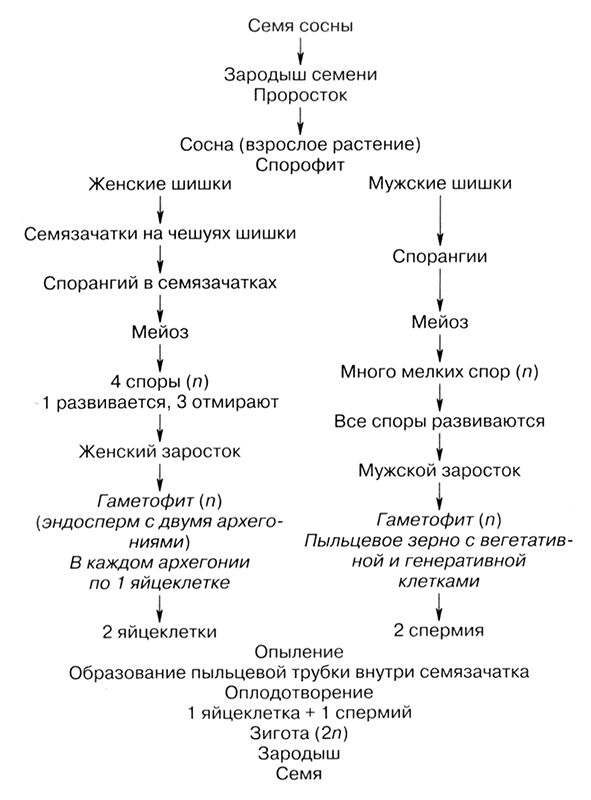 Размножение и развитие семенных растений - student2.ru