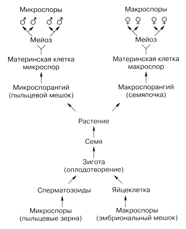 Размножение и развитие семенных растений - student2.ru