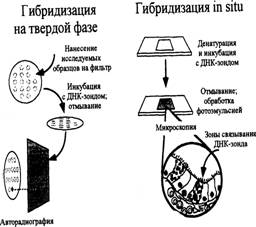 Выявление генетических маркеров в реакции гибридизации нуклеиновых кислот - student2.ru