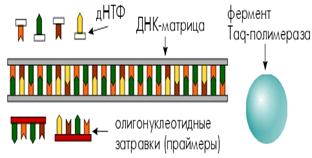Выявление генетических маркеров в реакции гибридизации нуклеиновых кислот - student2.ru