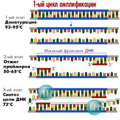 Выявление генетических маркеров в реакции гибридизации нуклеиновых кислот - student2.ru