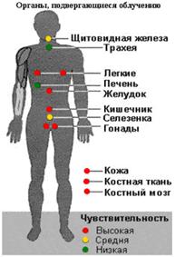 Тип членистоногие. Эпидемиологическое значение клещей. - student2.ru