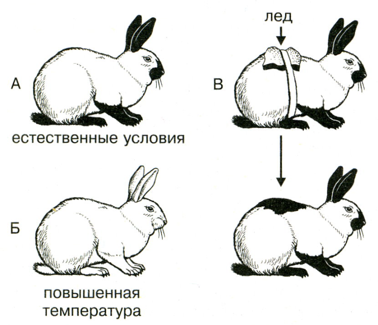 Типы модификационной изменчивости - student2.ru