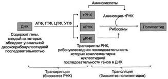 транскрипция и сплайсинг - student2.ru