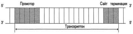 транскрипция и сплайсинг - student2.ru