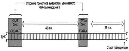 транскрипция и сплайсинг - student2.ru