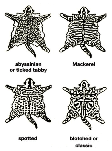 Три гена тэбби окраса; четыре образца тэбби рисунка - student2.ru