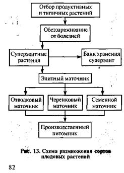 маточные насаждения сортов и подвоев - student2.ru