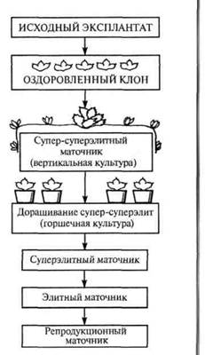 маточные насаждения сортов и подвоев - student2.ru