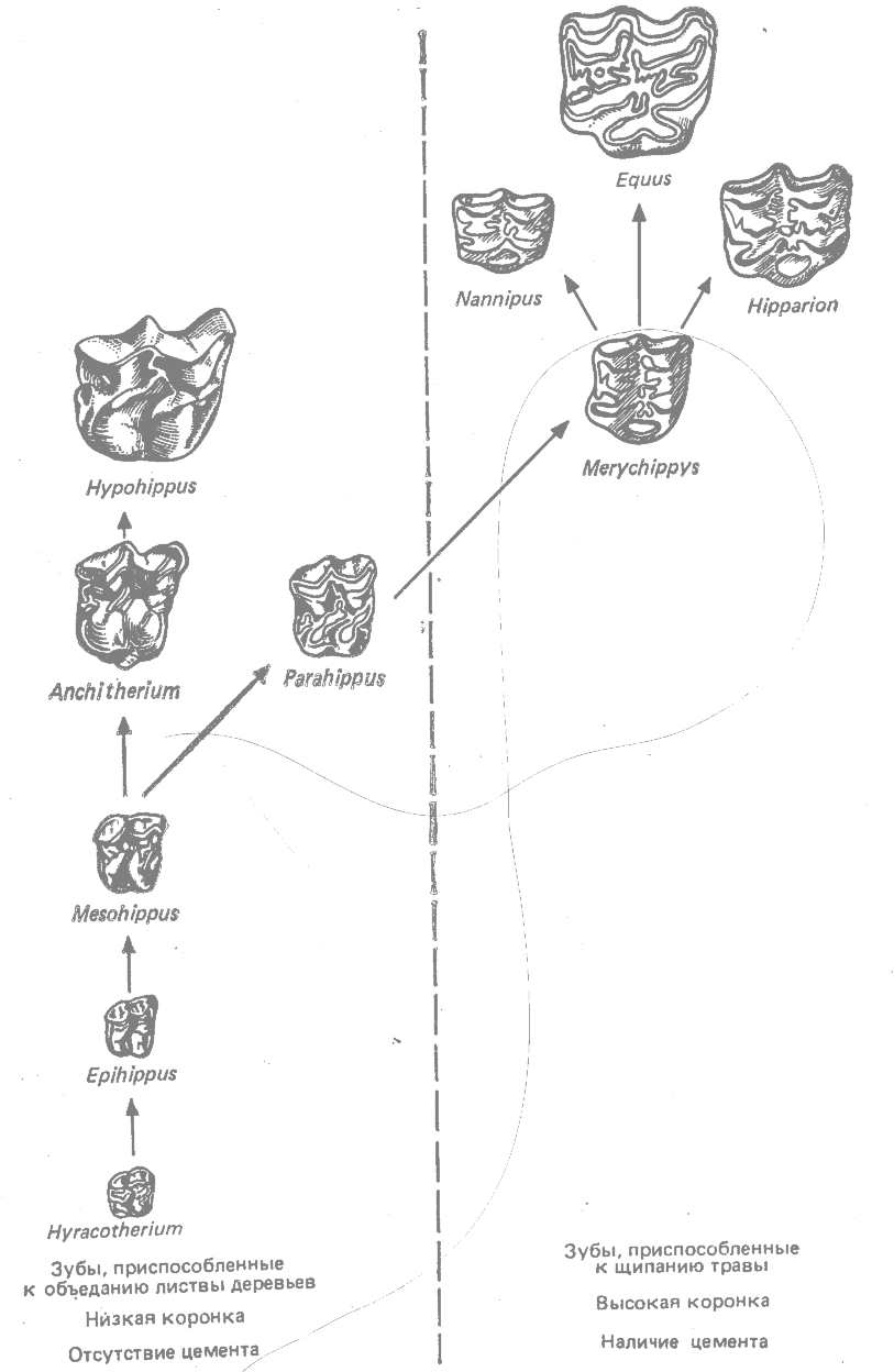 Направления эволюции зубов у лошадей - student2.ru