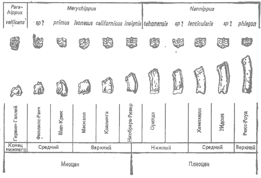 Направления эволюции зубов у лошадей - student2.ru